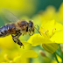 Aquecimento global pode provocar extinção de insetos, afirma estudo