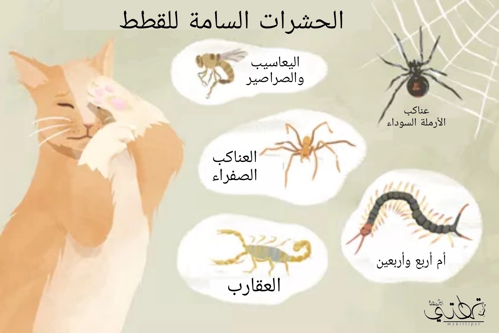 الحشرات السامة للقطط