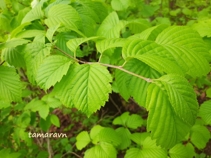 Мелкоплодник ольхолистный (Micromeles alnifolia)