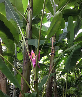 Tropical plant in flower