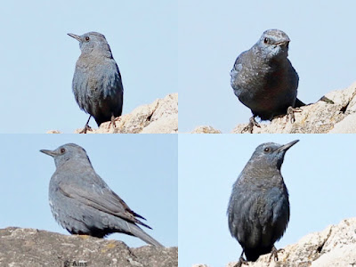 Blue Rock-Thrush