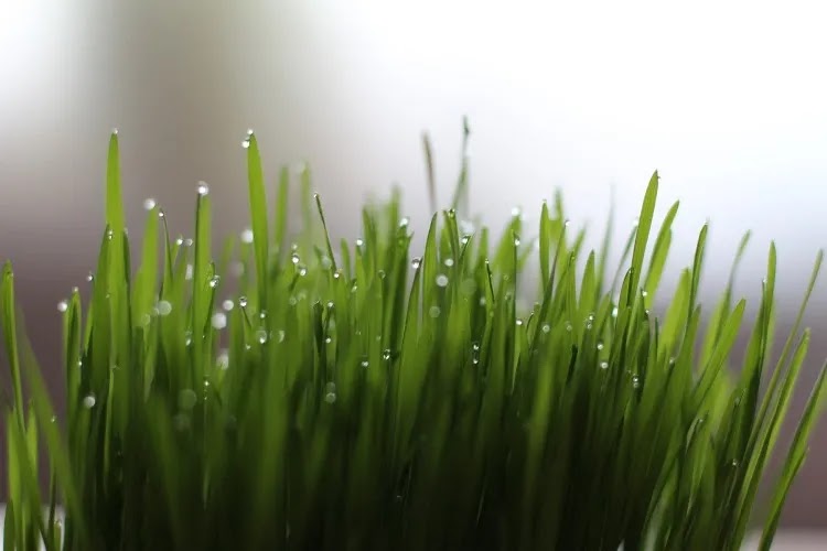Wheatgrass- A Superfood with Amazing Weight Loss Benefits