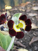 auricula семена аурикул селекция аурикул селекция примул