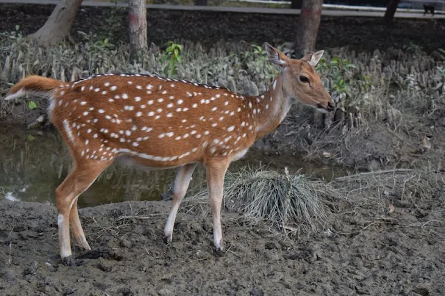 Chital Deer or Spotted deer at Karamjol of Sundarban