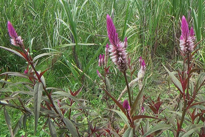 Dlium Quail grass (Celosia argentea)