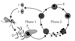 ISC Biology SOLVED Paper 2023 Sec A,B,C and D