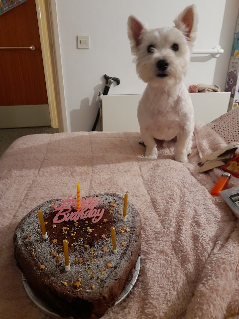 Samson, a white westie sits behind anheart shaped chocolate cake lookong at the camera