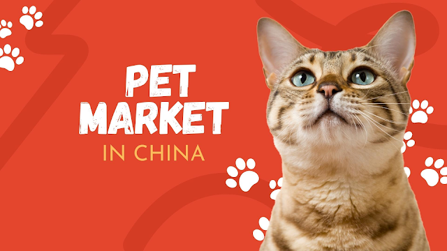 Pets in China: A Growing Trend That Outnumbers Children