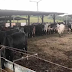 Ladrões matam vaca e levam só a carne do animal