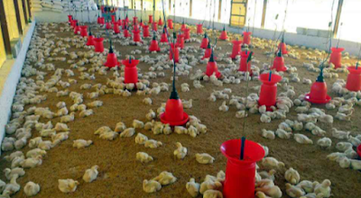 How probiotics affect poultry health