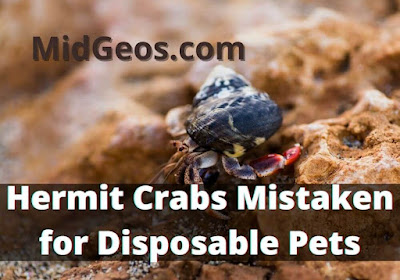 Hermit Crabs Mistaken for Disposable Pets