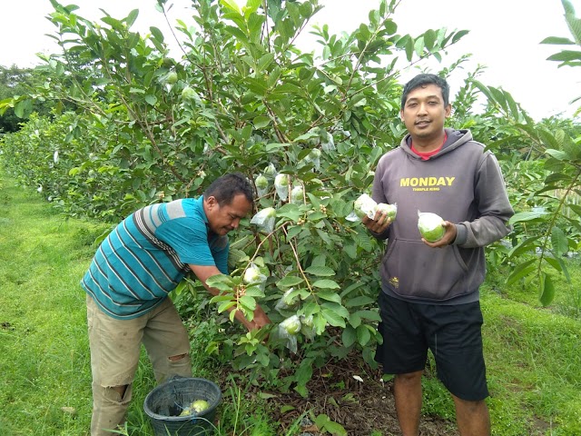 Petani Jambu Kristal Gelisah, Panen Melimpah Harga Murah