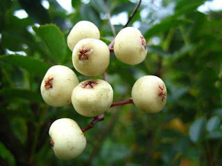 Рябина Курца (Sorbus kurzii)