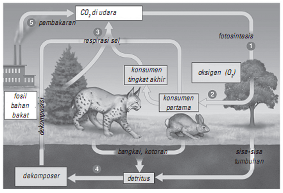 rangkuman-biologi-kelas-10-siklus-oksigen