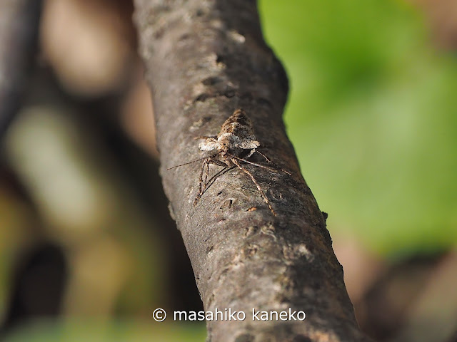 クロスジフユエダシャク♀