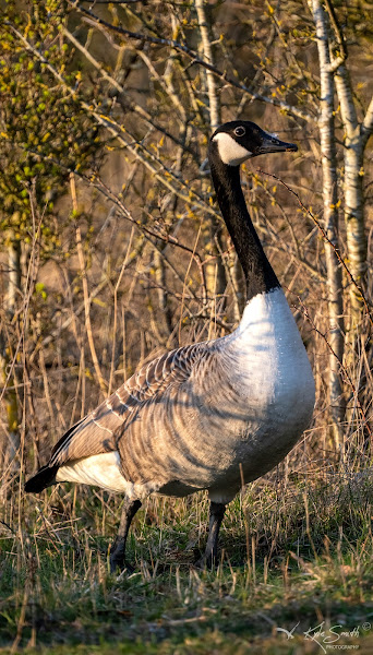 Canada goose