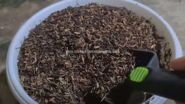 Cara Menanam Bonggol Aglonema