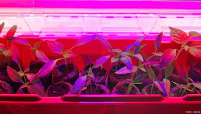 LED grow lights