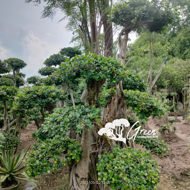 Jual Bonsai Beringin Korea Taman (Pohon Dolar) di Subang Garansi Mati Terjamin