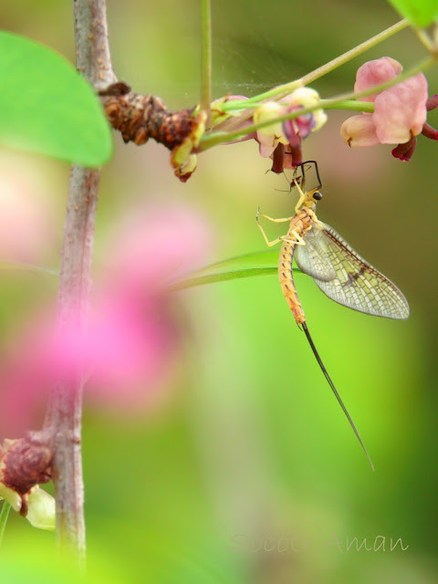 Ephemera strigata