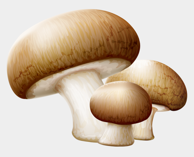 Online mushroom store | Biobritte cart | Biobritte store | Nashik | Maharashtra