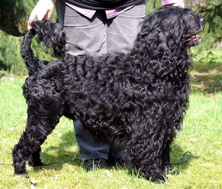 Portuguese Water Dog is among the most expensive dog breeds in the world.