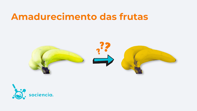 Imagem para representar o questionamento "Como as frutas amadurecem?". À direita uma banana verde, seguida de uma seta ao centro e uma banana madura à direita.