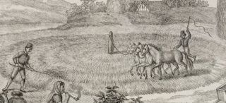 When man first grew wheat