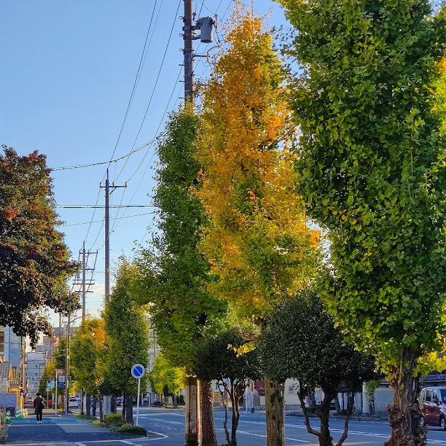 街路樹の写真