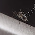 Cientistas tentam tornar humanos invisíveis ao mosquito da dengue