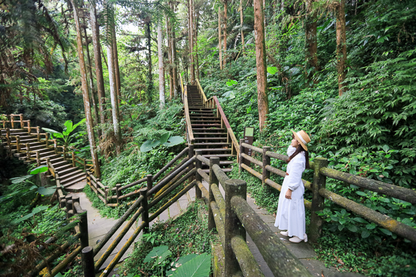 嘉義梅山仙人堀步道秘境，杉林木棧道輕鬆散步聽蟲鳴鳥叫水流聲