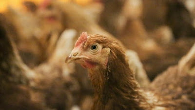 How to prevent Salmonella in Poultry