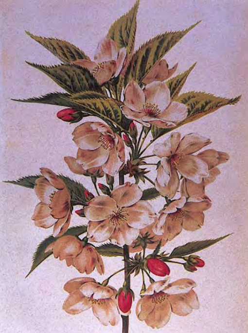 Иллюстрация Cerasus lannesiana (1873 год)