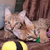 Savvy Paws F2 Savannah Kittens too cute (video)