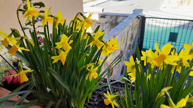 Narcisos Tête à Tête (Narcissus spp.).