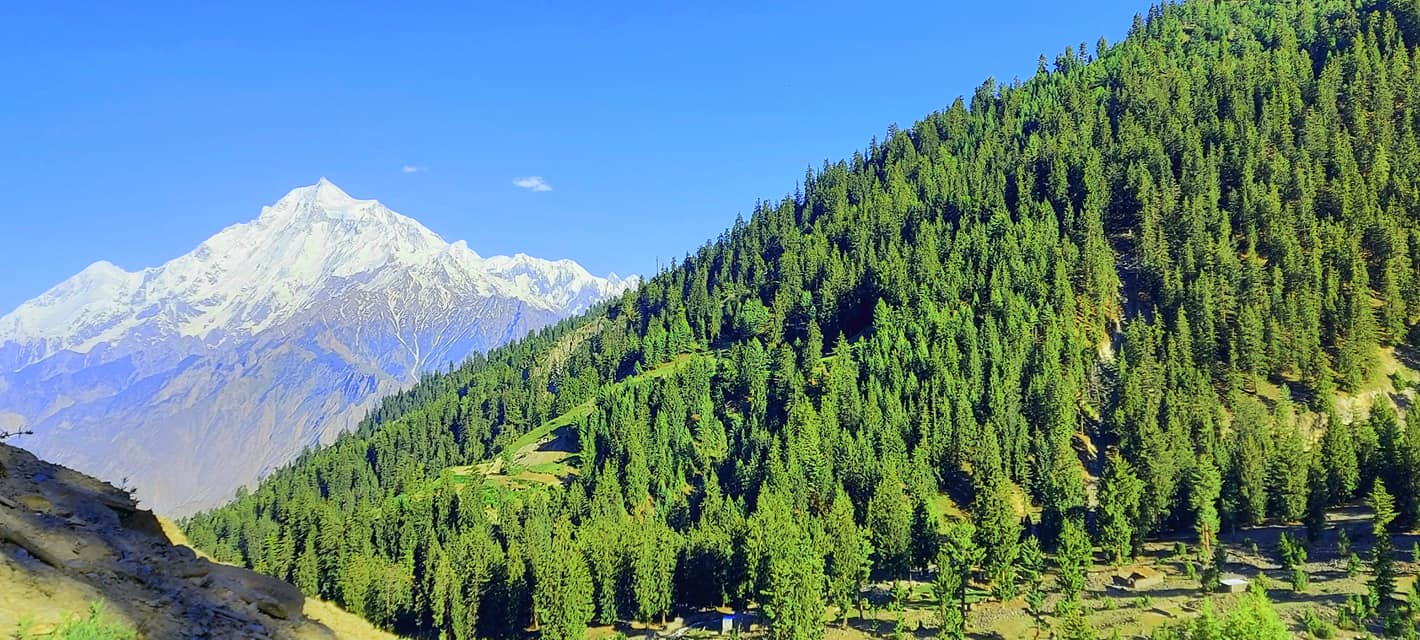 hidden meadow in Nagar Gapa meadows viewpoint of the massive Rakaposhi 7,788 m