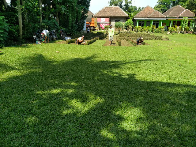 JUAL RUMPUT JEPANG BATAM
