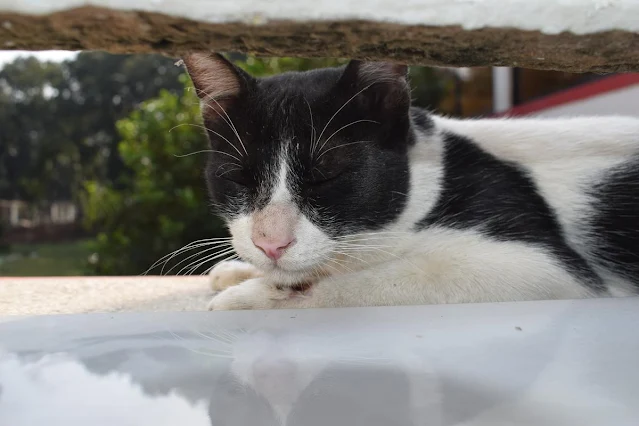 Tuxedo cat sleeping