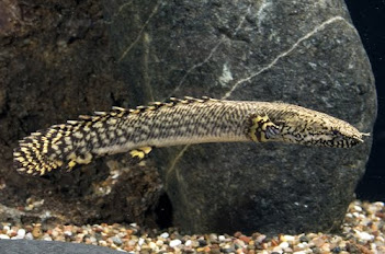 Ikan Palmas orna ( Polypterus ornatipinnis )