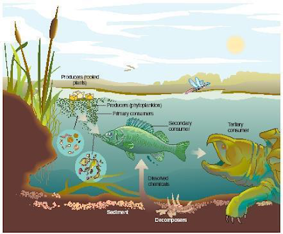 Pond Ecosystem