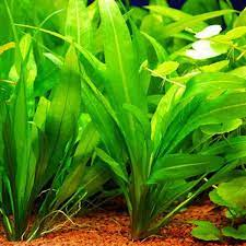 Aquarium Plants