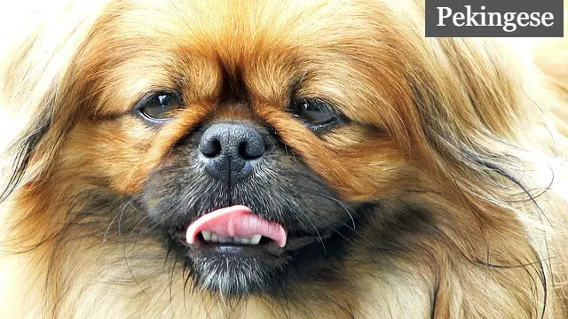 Top 10 small breed dogs in the World