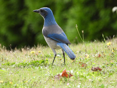 Photo of Woodhouse's Scrub-Jay on ground