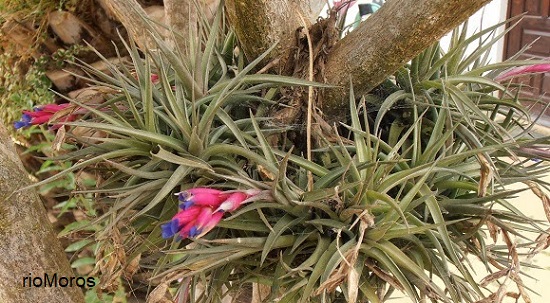 Planta de tillandsia