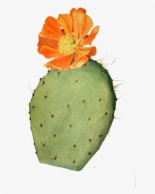 Prickly Pear