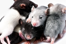 J.B. MacKinnon Article on Rats for Pets: