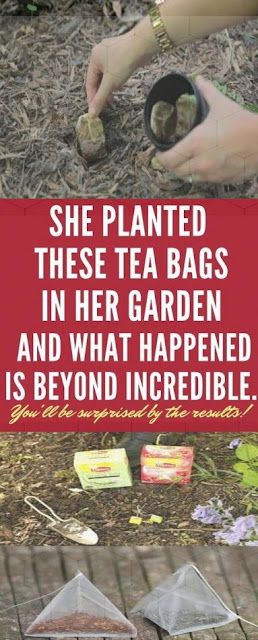 She Planted These Tea Bags In Her Garden, and What Happened Is Beyond Incredible