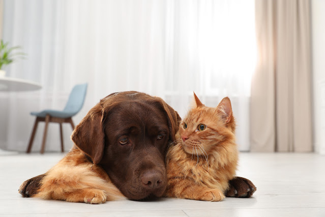 A chocolate Lab and a ginger cat cuddle together, looking up. If you think your pet's a jerk, think again.