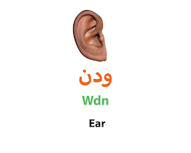 Ear