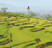 Pengertian Terasering atau Sengkedan